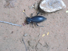 Chiliarchum bertolonii