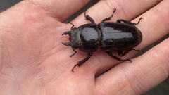 Serrognathus titanus castanicolor