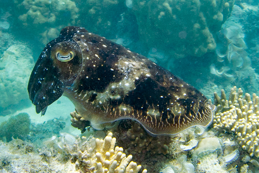 Broadclub Cuttlefish