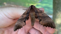 Marumba gaschkewitschii