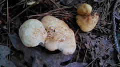 Albatrellus subrubescens