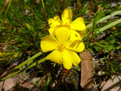 Hibbertia procumbens