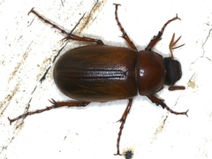 Antitrogus morbillosus