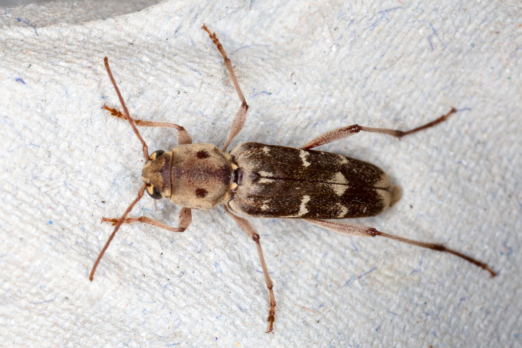 Xylotrechus stebbingi