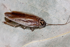 Johnrehnia solida