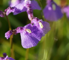 Utricularia dichotoma