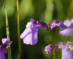 Utricularia dichotoma