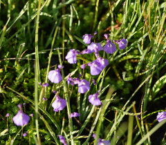Utricularia dichotoma