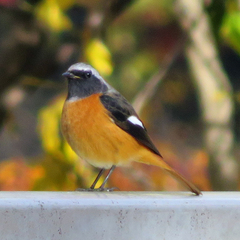 Phoenicurus auroreus