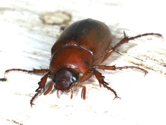 Antitrogus morbillosus