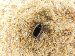 Leucothyreus