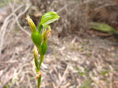 Pterostylis melagramma