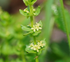Galium leiocarpum