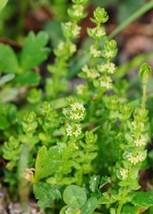 Galium leiocarpum