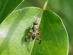 Otitini
