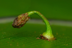 Macrosolen cochinchinensis