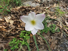 Zephyranthes morrisclintii
