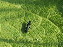 Agapanthiola leucaspis