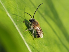 Eucera