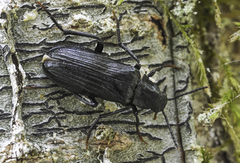 Melandrya dubia