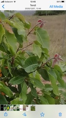 Ficus subpisocarpa