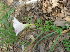 Zephyranthes morrisclintii