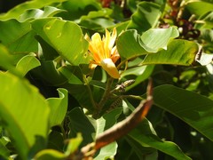 Magnolia champaca