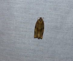 Choristoneura hebenstreitella