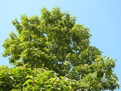Magnolia champaca