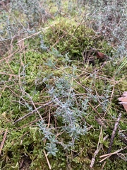 Thymus vulgaris