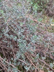 Thymus vulgaris