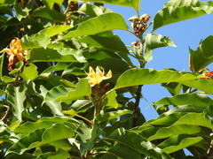 Magnolia champaca