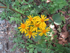 Packera coahuilensis