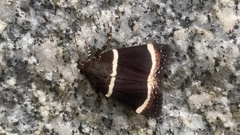 Amphipyra tripartita