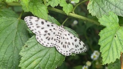 Antipercnia albinigrata