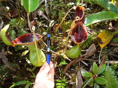 Nepenthes lowii