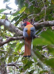 Harpactes whiteheadi