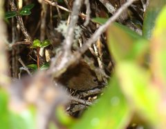 Locustella accentor