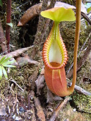 Nepenthes macrophylla