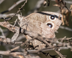 Cercyonis pegala boopis