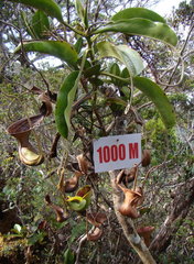 Nepenthes lowii