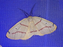 Phoenicocampa terinata