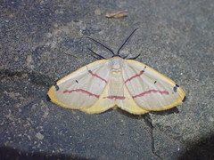 Phoenicocampa terinata