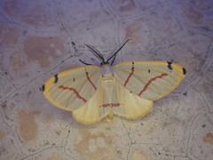 Phoenicocampa terinata