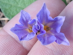 Solanum stoloniferum