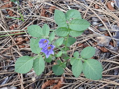 Solanum stoloniferum