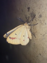 Phoenicocampa terinata