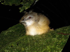 Malacocincla sepiaria