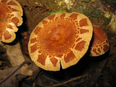 Russula senecis