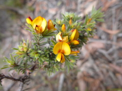Pultenaea daltonii
